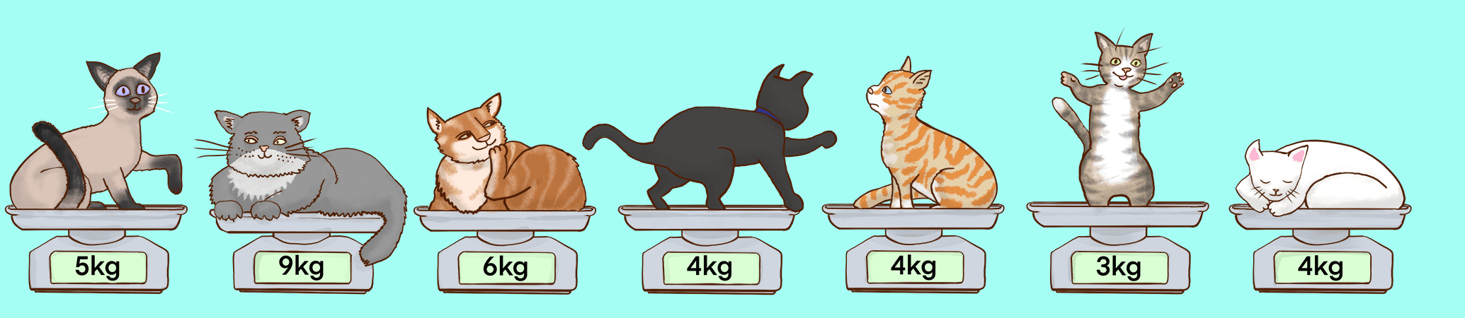 Seven different cats sitting on scales with weights, respectively: 
        5kg, 9kg, 6kg, 4kg, 4kg, 3kg, 4kg