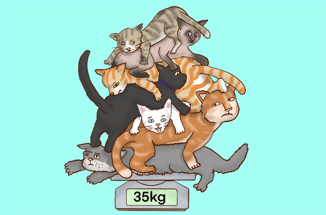Seven different cats piled onto one set of scales, looking unhappy. Total weight is 35kg.