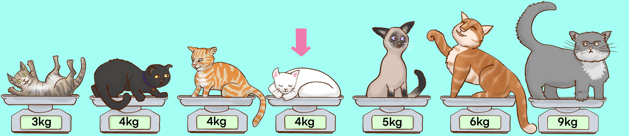 Seven different cats still sitting on cats but rearranged so their weights in 
          order are 
          3kg, 4kg, 4kg, 4kg, 5kg, 6kg, 9kg.