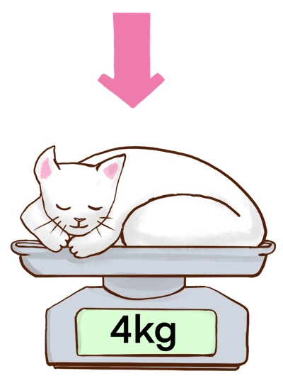 a 4kg white cat sleeping
