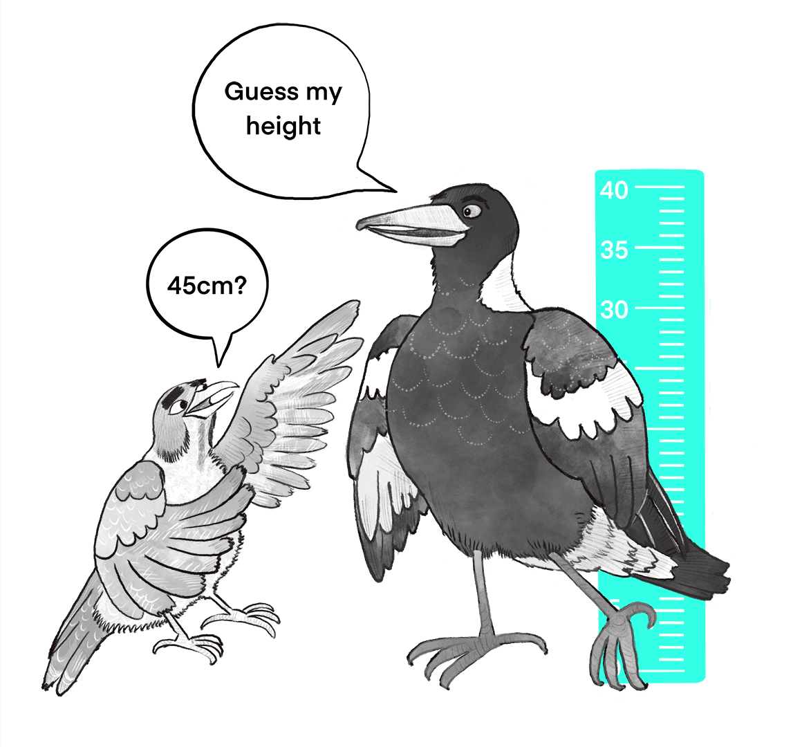 A magpie says 'guess my height' and a noisy miner bird replies '45cm?' 
           Behind there is a tape measure indicating that the magpie is actually 40cm tall.