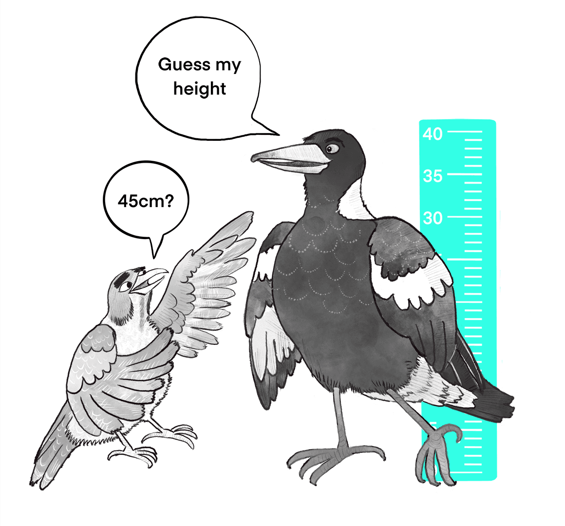 A magpie says 'guess my height' and a noisy miner bird replies '45cm?'
Behind there is a tape measure indicating that the magpie is actually 40cm tall.